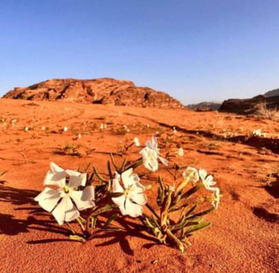 Salma Desert Camp Ram Vadisi Dış mekan fotoğraf