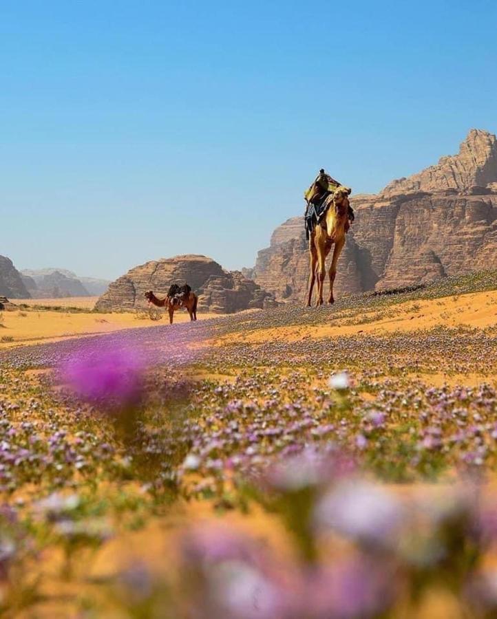 Salma Desert Camp Ram Vadisi Dış mekan fotoğraf